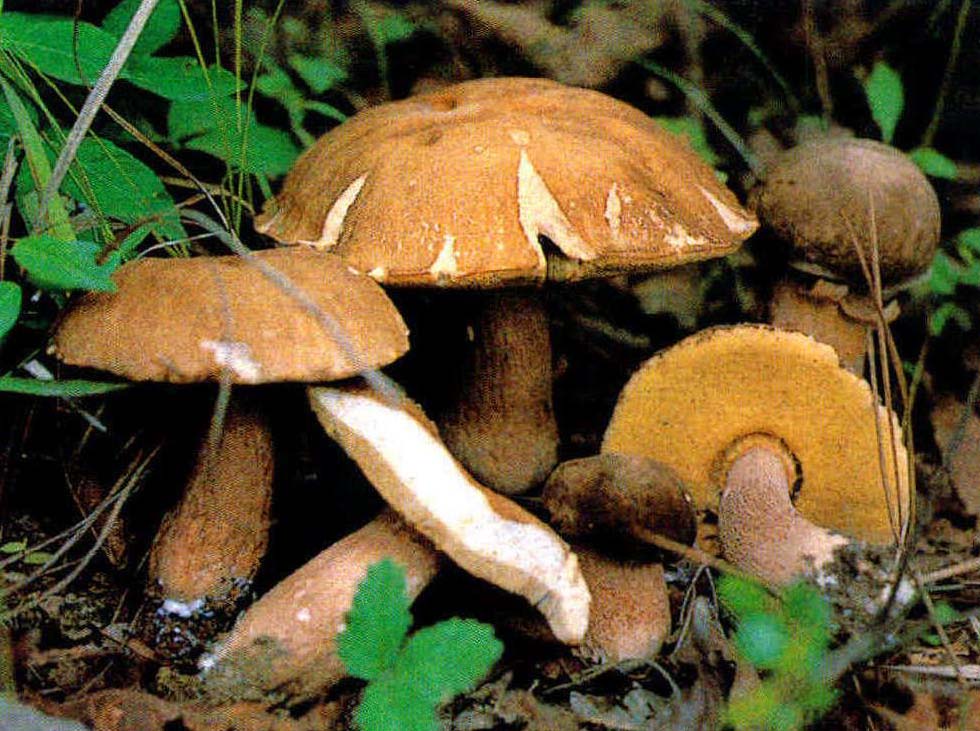 Boletus reticulatus Schaeff.